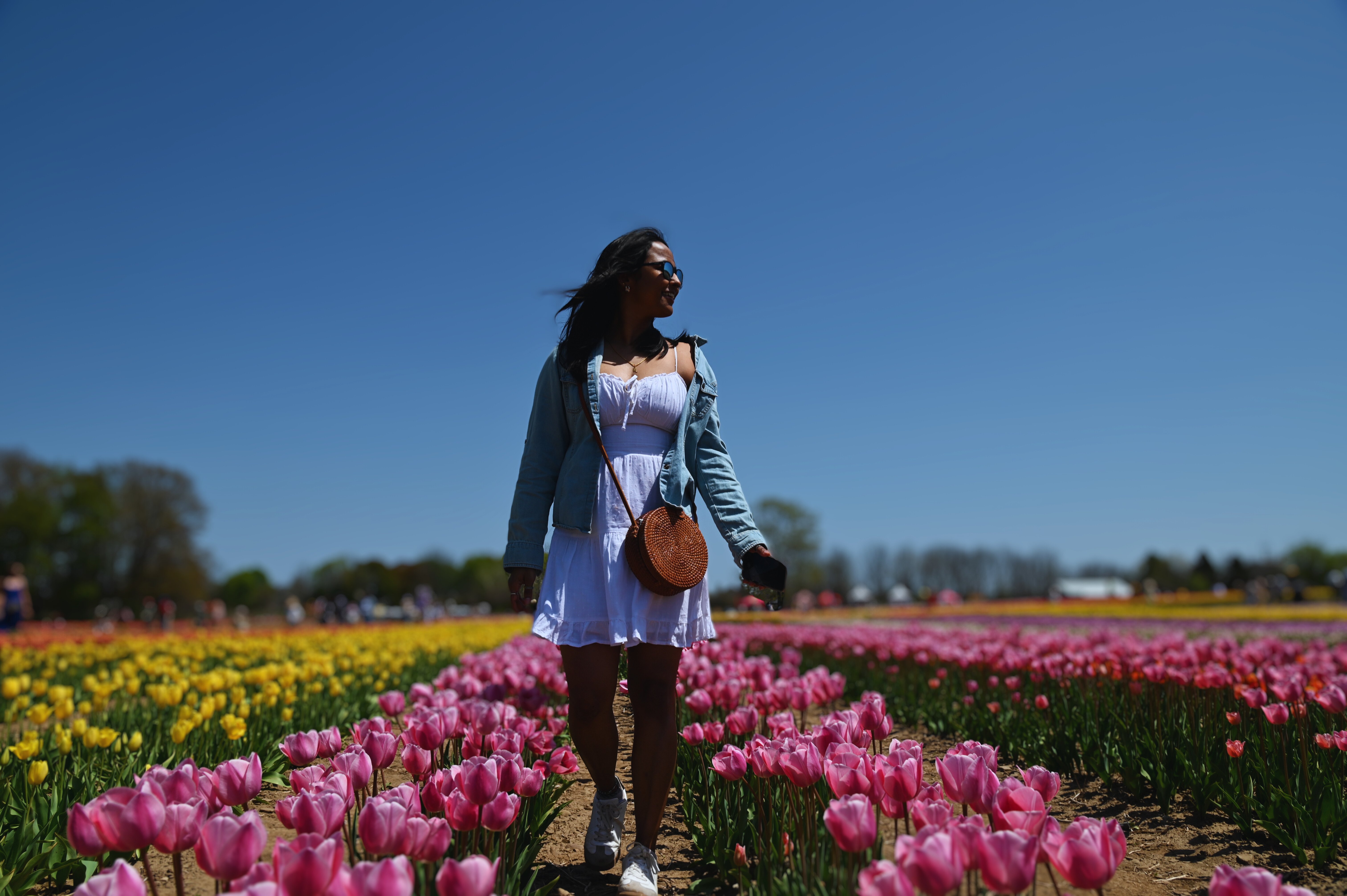 Tiptoe Through the Tulips